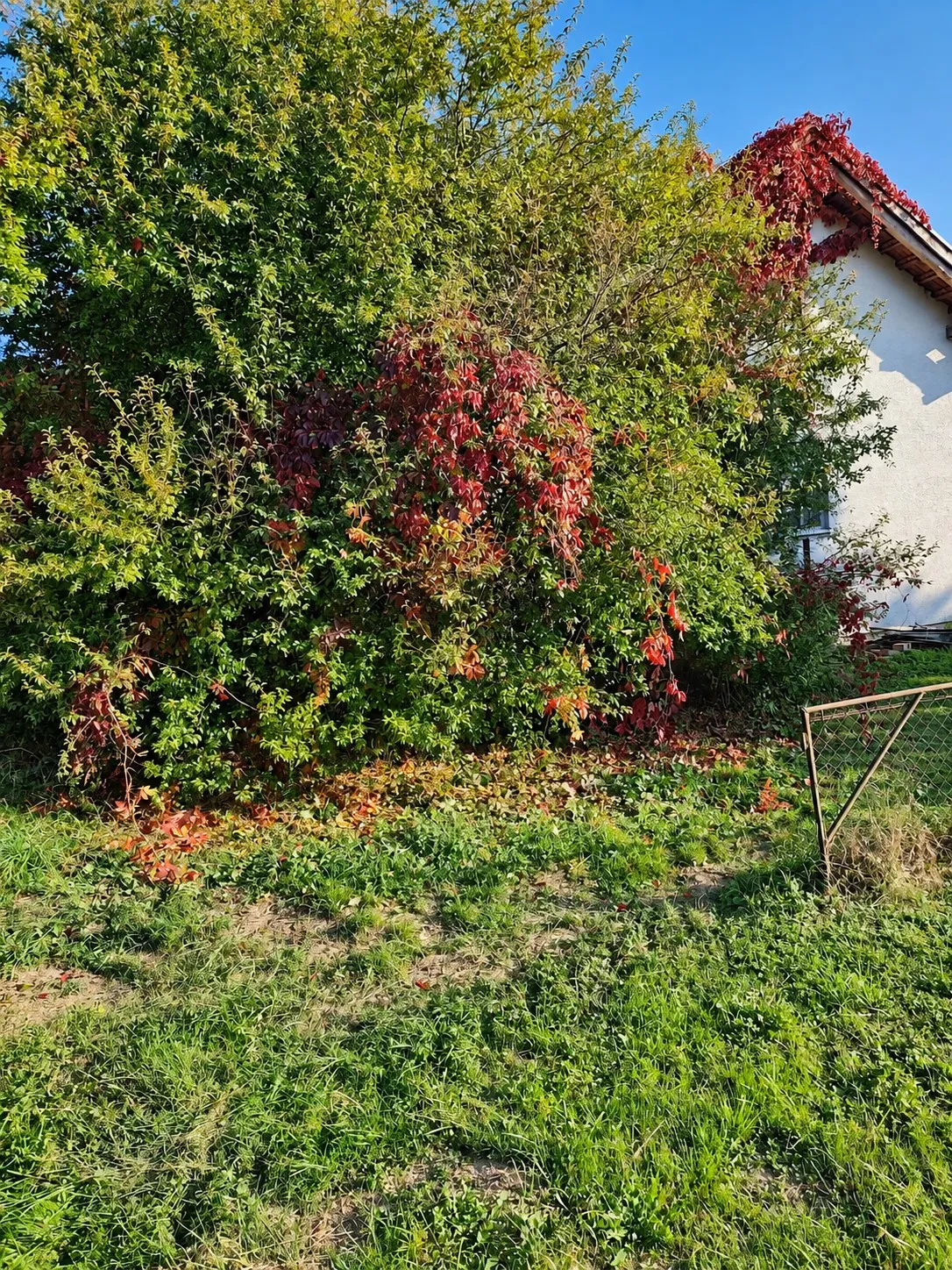 Grmlje i divlja loza uz bijelu kuću prije čišćenja
